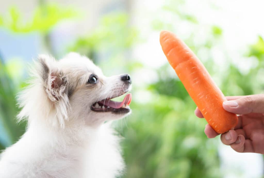 Dit zijn de zes beste groenten voor jouw hond