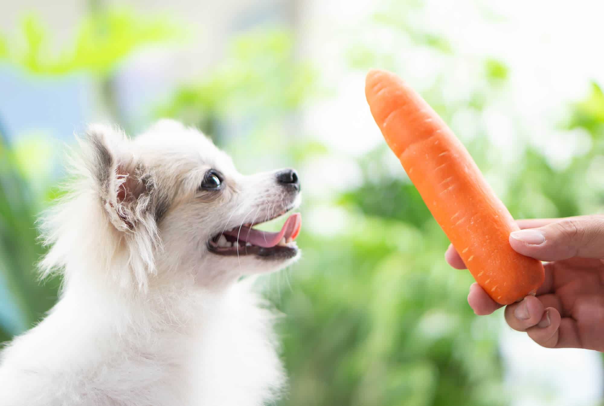 Dit zijn de zes beste groenten voor jouw hond