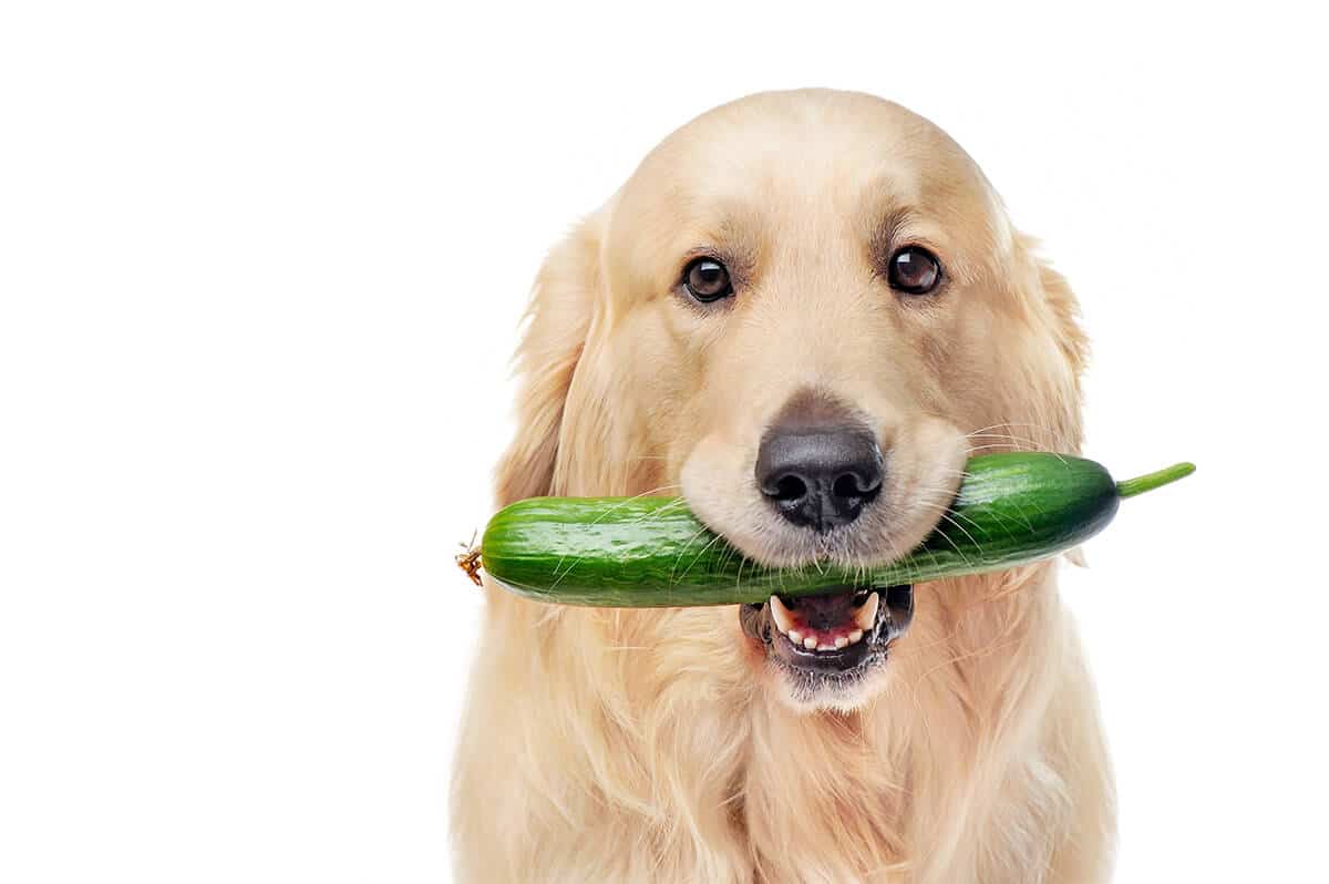 Can a dog eat cucumber? Best vegetables for your dog