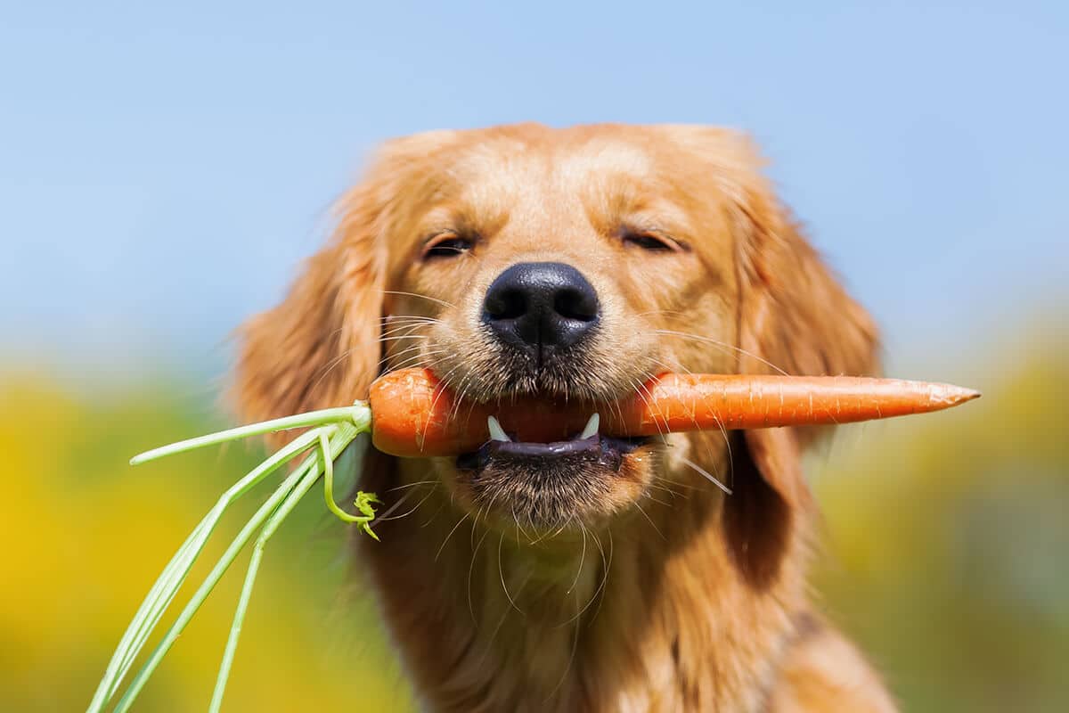 Mag een hond wortel? Beste groenten voor jouw hond