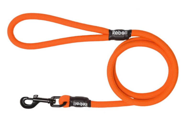 Best Dog Leashes for 2021 - Rebel Petz