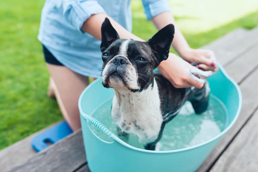 Lekker buiten wassen. Alles wat je moet weten over het wassen van je hond