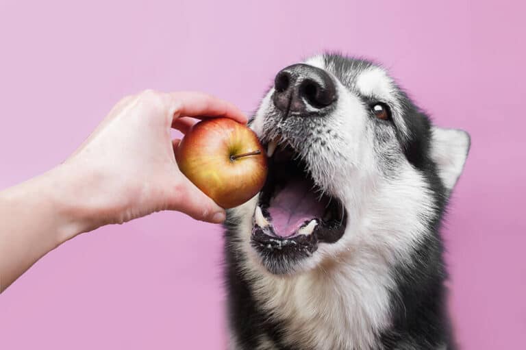 Welke soorten fruit mag een hond eten?