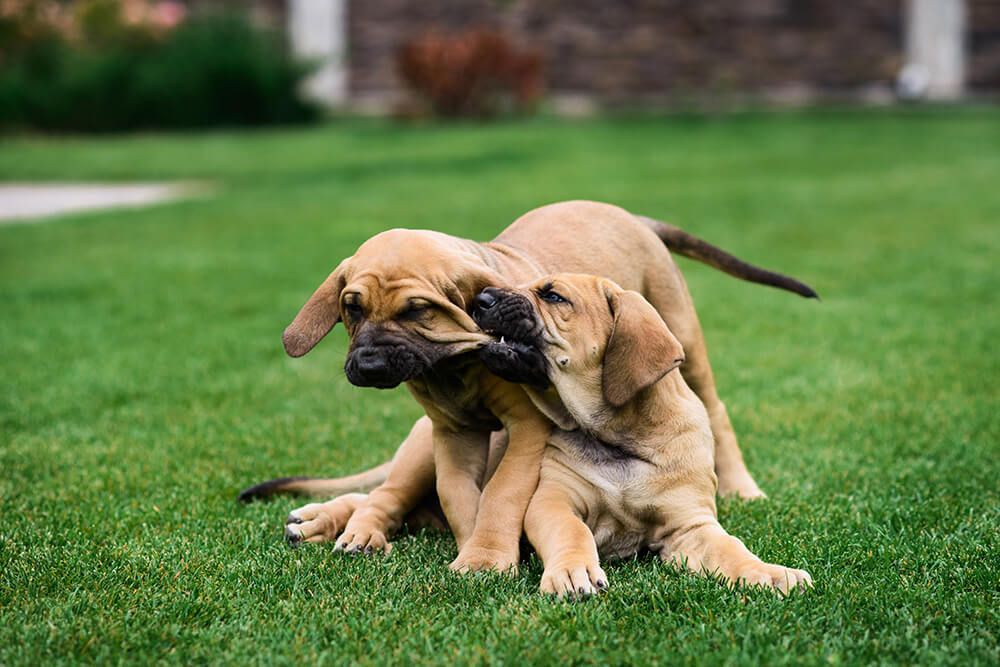 Control your puppy's biting behavior