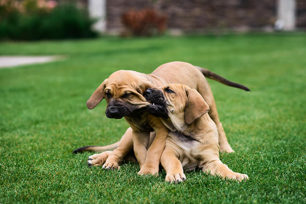 Het bijten van je puppy controleren