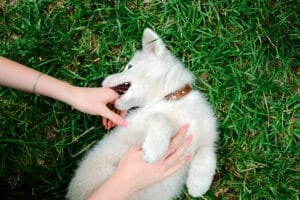 Stop puppy biting? DON’T! Guide for complete control over the biting behavior