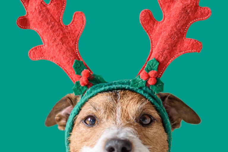 Top 10 beste kerstcadeau’s voor honden