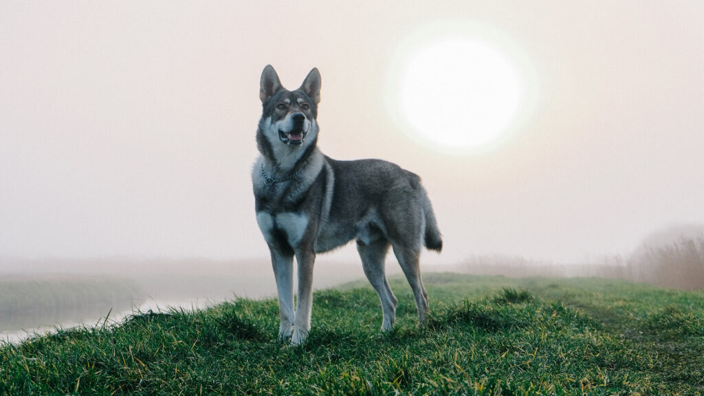 Nederlandse Hondenrassen - Saarlooswolfhond