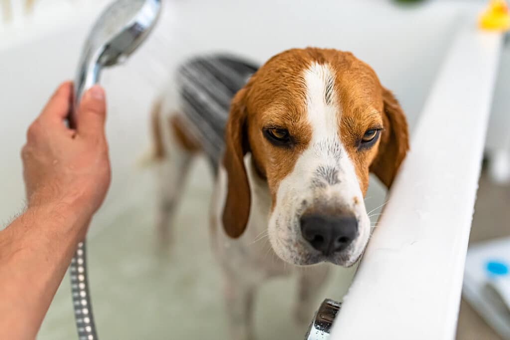 Brindle Onderzoekt- Statistieken over honden in Nederland in 2021 - Hond wassen