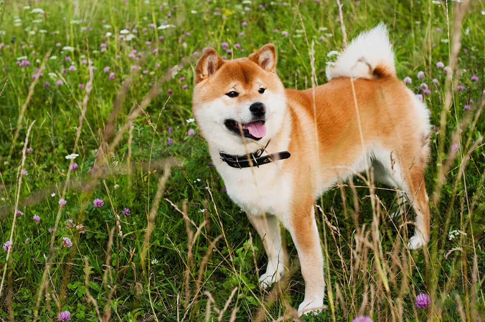 Lijst met hondenrassen uit Japan - Shiba Inu