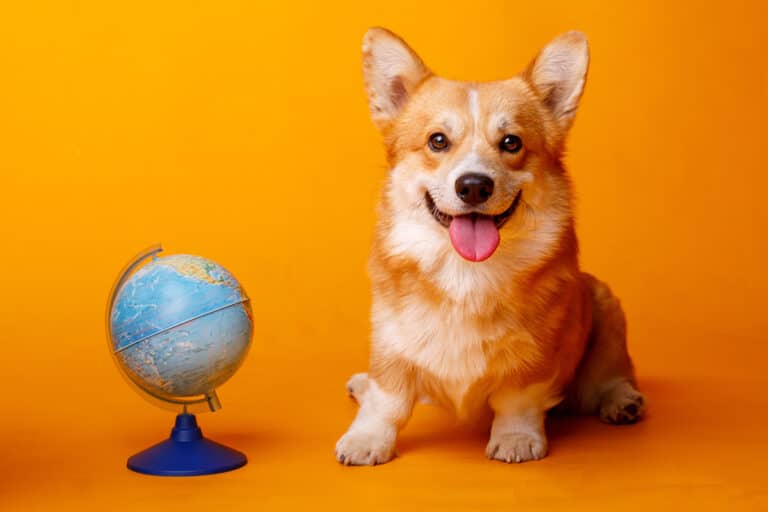 Lijst van hondenrassen: Overzicht van alle hondenrassen in de wereld