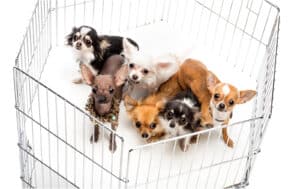 Puppyren kopen? De 10 beste puppyrennen op een rij!